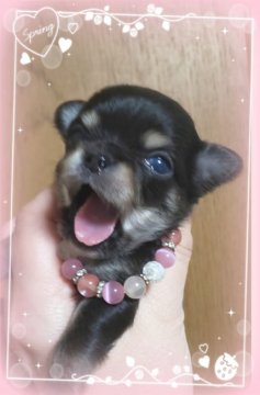 チワワ(ロング)【三重県・女の子・2019年2月6日・ブラック&タン】の写真「お鼻の短い可愛い子」