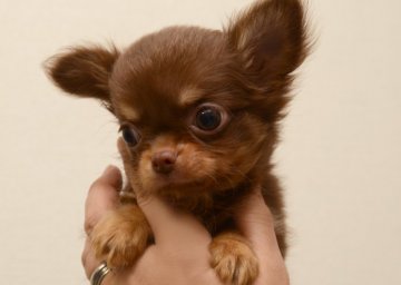 チワワ(ロング)【三重県・男の子・2014年9月1日・チョコタン】の写真「一人っ子・お兄ちゃんも男前」