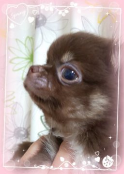 チワワ(ロング)【三重県・男の子・2019年6月2日・チョコタン】の写真「レアカラー兄妹」