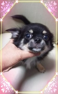 チワワ(ロング)【三重県・男の子・2017年7月23日・ブラック&タン】の写真「僕、鳴かないよ☆」