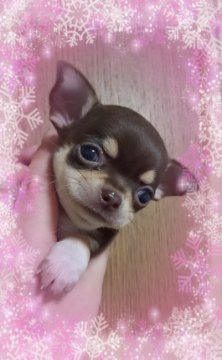 チワワ(スムース)【三重県・女の子・2018年11月2日・チョコ&タン】の写真「人気のチョコタン⭐️スムース」