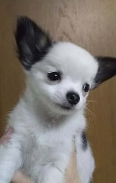 チワワ(ロング)【三重県・男の子・2015年10月25日・ホワイト&ブラック】の写真「2か月で660ｇです。」