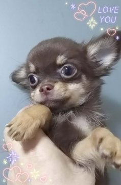 チワワ(ロング)【三重県・男の子・2015年10月27日・チョコタン】の写真「チョコタン☆お正月セール」