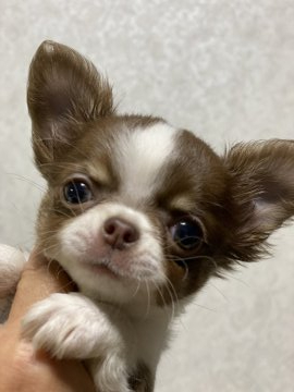 チワワ(ロング)【三重県・女の子・2020年3月13日・チョコタン&ホワイト】の写真「綺麗なお顔の可愛い子」