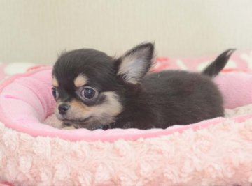 チワワ(ロング)【三重県・男の子・2015年10月22日・ブラックタン】の写真「可愛いお顔、手足も短いです。」