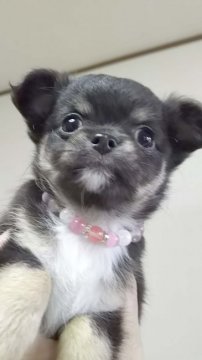 チワワ(ロング)【三重県・女の子・2015年10月25日・ブラックタン】の写真「可愛いお顔の女の子」