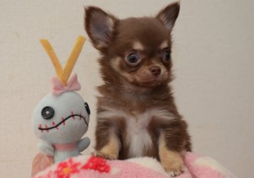 チワワ(ロング)【三重県・男の子・2014年9月29日・チョコタン(小ぶり)】の写真「お鼻が短いよ～」