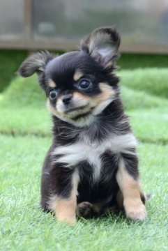 チワワ(ロング)【三重県・女の子・2018年4月3日・ブラック&タン】の写真「超美人」