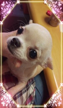チワワ(スムース)【三重県・女の子・2018年7月22日・クリーム】の写真「涙焼けの無し⭐️」