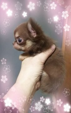 チワワ(ロング)【三重県・女の子・2018年2月4日・チョコ&タン】の写真「極小☆ギガベビー」