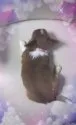 チワワ(ロング)【三重県・女の子・2018年2月4日・チョコタン&ホワイト】の写真3