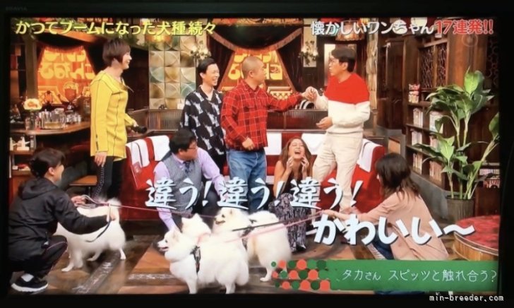 テレビ出演3回目｜佐久間　恵子(さくま　けいこ)ブリーダー(埼玉県・日本スピッツなど・JKC登録)の紹介写真5