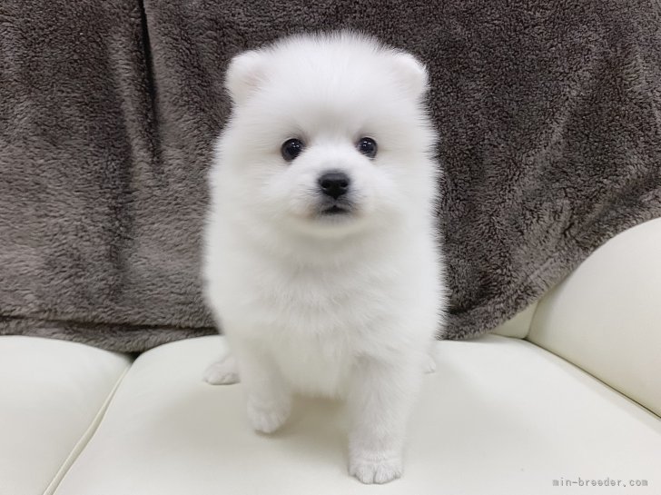 日本スピッツ子犬｜佐久間　恵子(さくま　けいこ)ブリーダー(埼玉県・日本スピッツなど・JKC登録)の紹介写真7