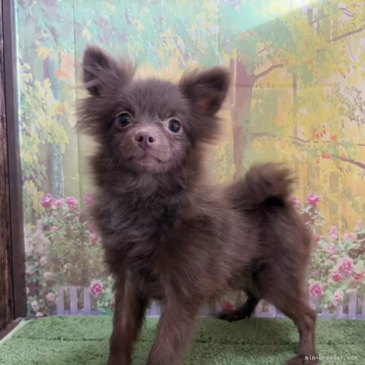 ID：2412-05472の子犬