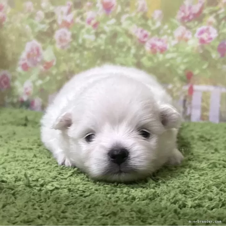 ID：2507-09009の子犬