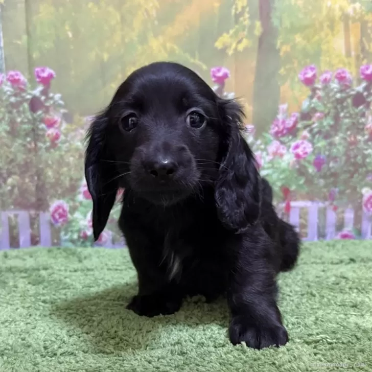 ID：2501-00097の子犬