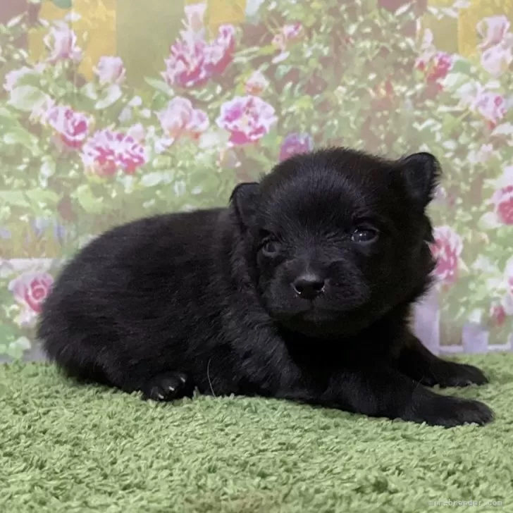 ポメラニアン【埼玉県・男の子・2025年11月15日・ブラック 黒】の写真1