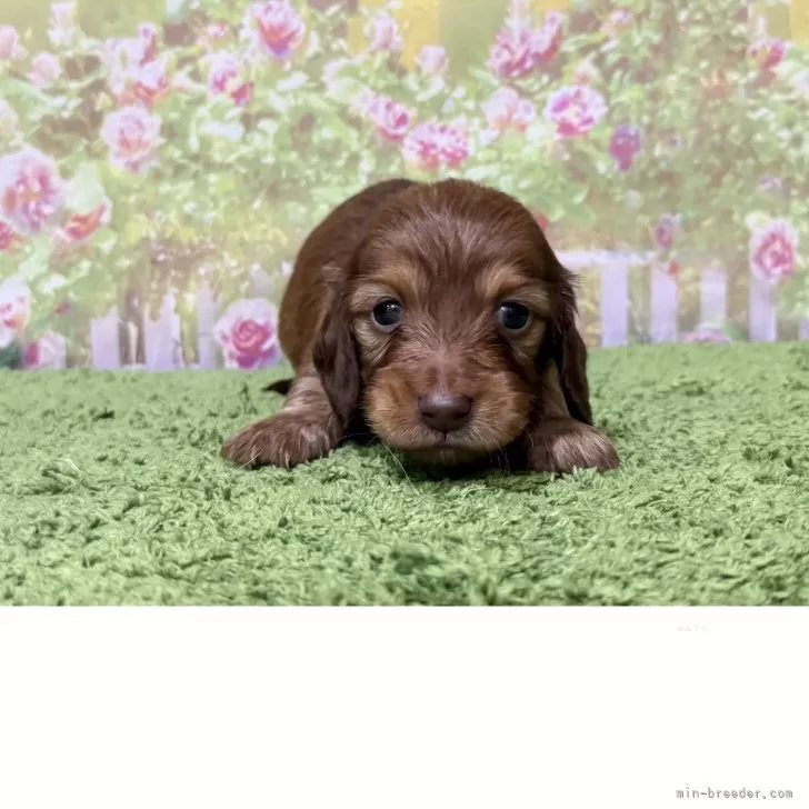 ID：2506-04863の子犬