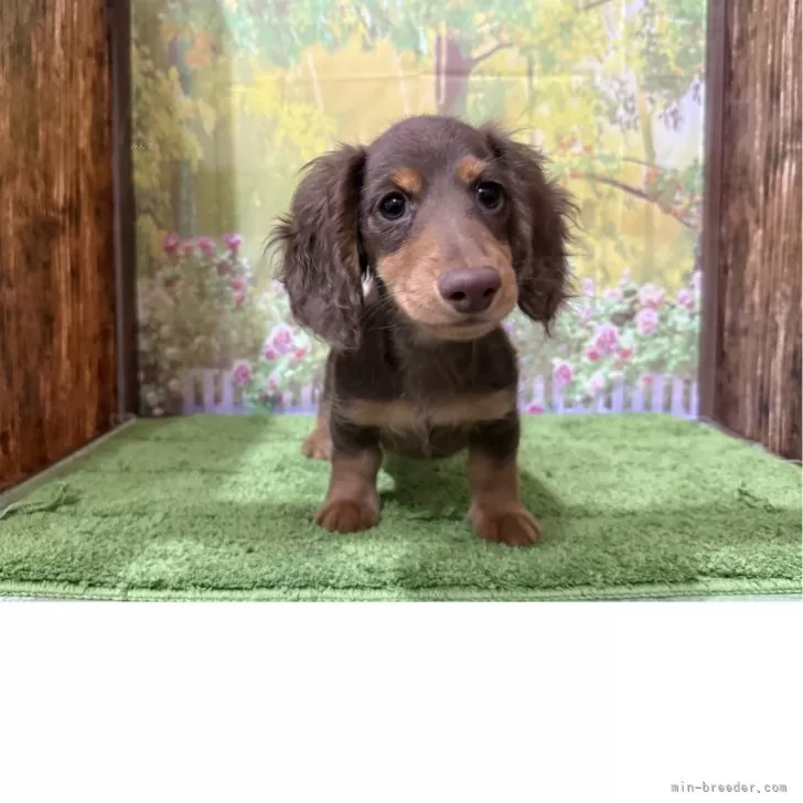 バロン 様のお迎えした子犬