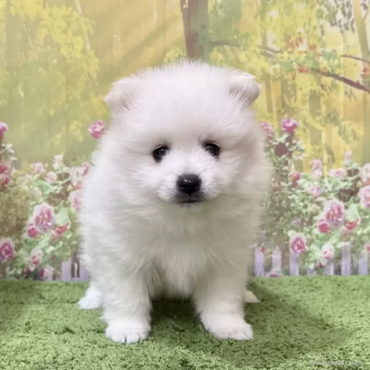 ゆん 様のお迎えした子犬
