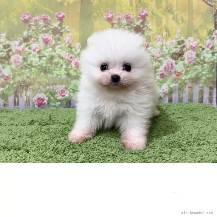 ID:2505-01734の子犬