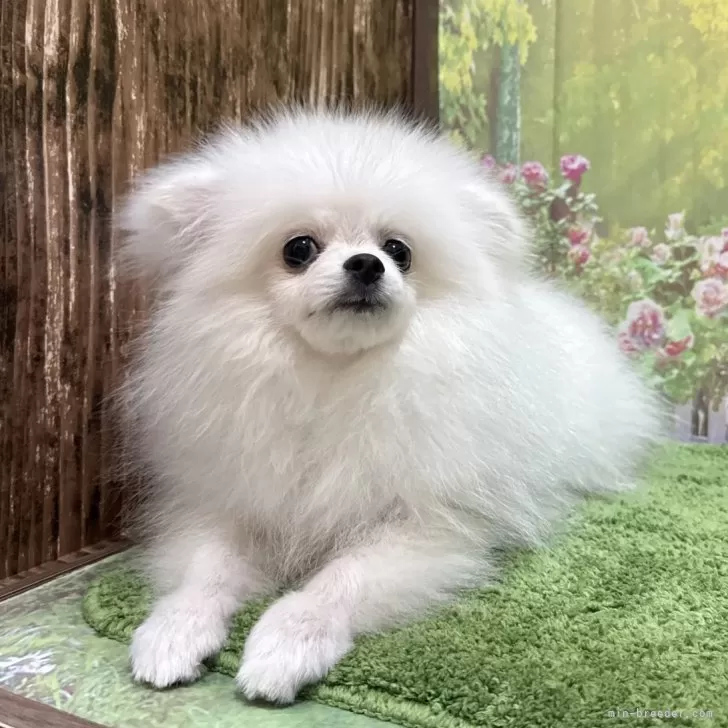 ID：2411-04926の子犬