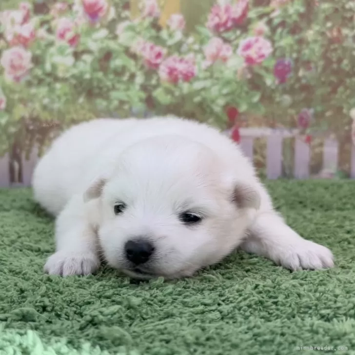 ID:2501-07358の子犬