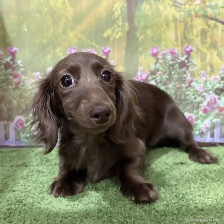 ID：2502-01604の子犬