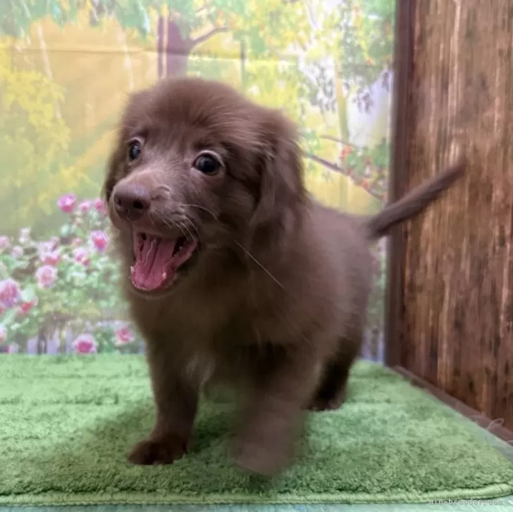 ID：2409-01250の子犬