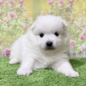 日本スピッツ【埼玉県・男の子・2025年10月15日・ホワイト 白】の写真「大人気たぬき系予想のスピッツです！」