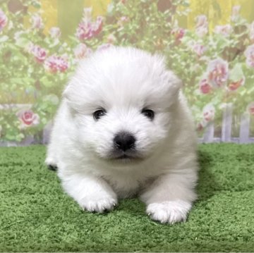 日本スピッツ【埼玉県・男の子・2025年10月15日・ホワイト 白】の写真「たぬき系予想のスピッツです！」