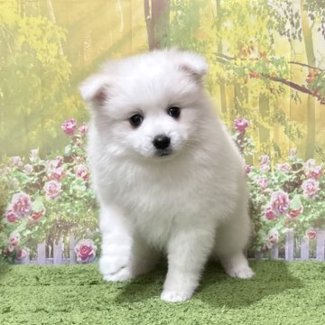 日本スピッツ【埼玉県・女の子・2025年1月11日・ホワイト 白】の写真「兵庫、高知可能！TV出演系統のパピーです！」