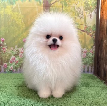 ポメラニアン【埼玉県・男の子・2024年8月26日・ホワイト 白】の写真「TV出演系統！爆毛！小柄！マズル極短たぬき系ポメ！」