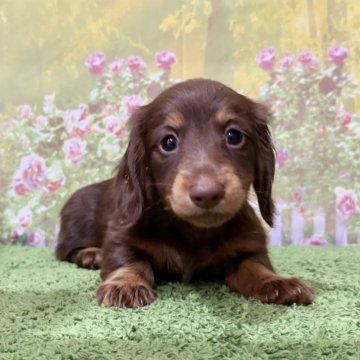 ミニチュアダックスフンド(ロング)【埼玉県・女の子・2025年6月8日・チョコレート&タン】の写真「カニンヘン×ミニチュア！」