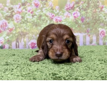 ミニチュアダックスフンド(ロング)【埼玉県・女の子・2025年6月2日・レッド】の写真「カニンヘン×ミニチュア！」