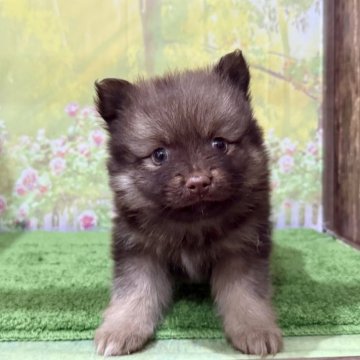 ポメラニアン【埼玉県・男の子・2025年11月15日・チョコレート(柄】の写真「柄ありチョコレートカラーです！」