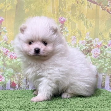 ポメラニアン【埼玉県・男の子・2025年8月31日・ホワイト 白】の写真「大人気カラーのポメラニアン！」