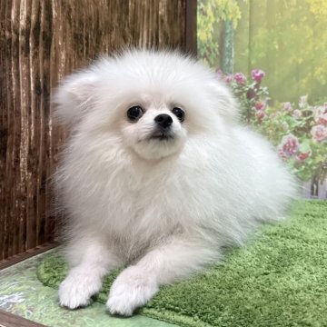 ポメラニアン【埼玉県・男の子・2024年7月1日・ホワイト 白】の写真「1.9キロ！猿期中！TV出演系統の小柄くんです！」