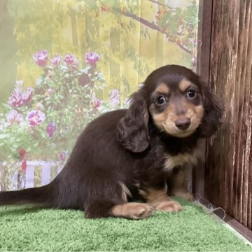 カニンヘンダックスフンド(ロング)【埼玉県・女の子・2025年9月23日・チョコレート&イエロー】の写真「大人気カラーの女の子！」