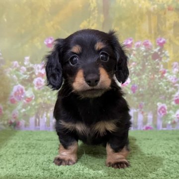 カニンヘンダックスフンド(ロング)【埼玉県・女の子・2025年9月23日・ブラック&タン】の写真「可愛いお顔の女の子！」