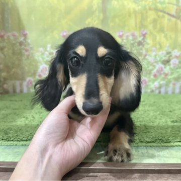 ミニチュアダックスフンド(ロング)【埼玉県・女の子・2025年4月10日・ブラック&イエロー(クリーム】の写真「カニンヘン×ミニチュア！懐っこい女の子！」