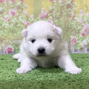 日本スピッツ【埼玉県・女の子・2025年10月15日・ホワイト 白】の写真「TV出演系統の可愛い美スピッツです!」