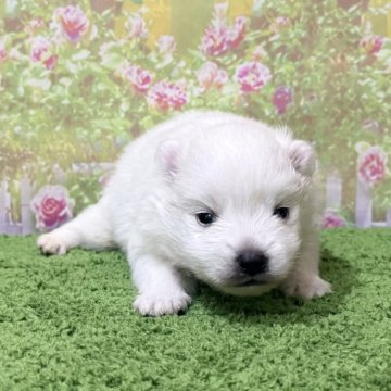 日本スピッツ【埼玉県・男の子・2025年10月15日・ホワイト 白】の写真「TV出演系統の可愛い美スピッツです!」