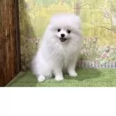ポメラニアン