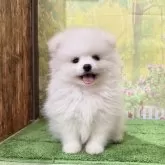 ポメラニアン