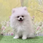 ポメラニアン