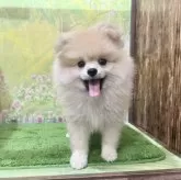 ポメラニアン