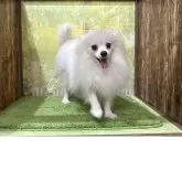 ポメラニアン【埼玉県・男の子・2024年9月23日・ホワイト 白】の写真3