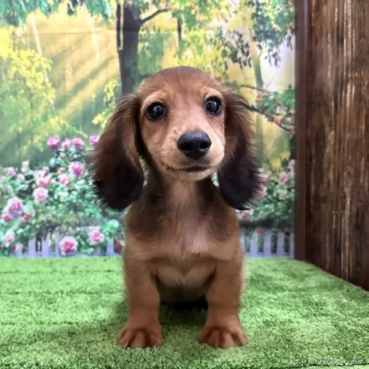 ID:2309-03179の子犬
