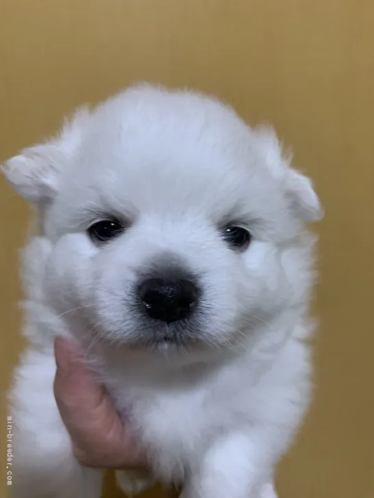 ID:2008-00492の子犬
